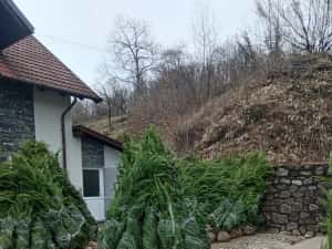 Vând Mesteacăn Alb și Chiparos Leylandii (Transport și Plantare) — miniatura 5