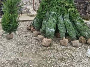 Vând Mesteacăn Alb și Chiparos Leylandii (Transport și Plantare) — miniatura 6