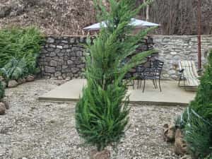 Vând Mesteacăn Alb și Chiparos Leylandii (Transport și Plantare) — miniatura 7