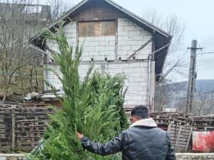 Vând Mesteacăn Alb și Chiparos Leylandii (Transport și Plantare) — miniatura 8