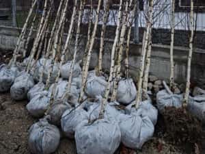 Vând Mesteacăn Alb și Chiparos Leylandii (Transport și Plantare) — miniatura 9