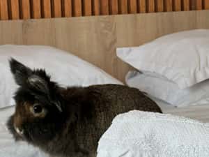 Apartament 3 camere, Centrul Istoric, 80mp | QF737 — miniatura 2