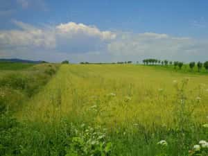 Teren in Urleta,intravilan industrial