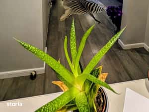 Apartament luminos ,elegant ,mobilat si utilat in bloc boutique — miniatura 6