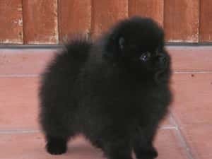 Asigur transport !!! Pui Pomeranian mini toy mascul rasa pura  pret foarte avantajos — miniatura 3