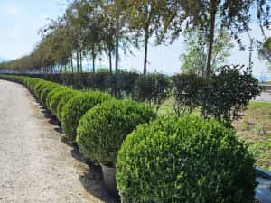 Globular Buxus la ghiveci