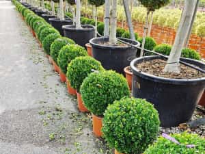 Globular Buxus la ghiveci — miniatura 3