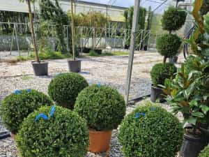 Globular Buxus la ghiveci — miniatura 4