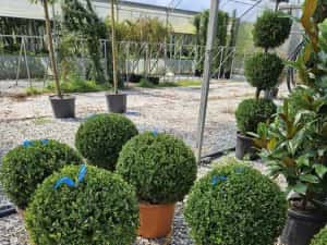 Globular Buxus la ghiveci — miniatura 7