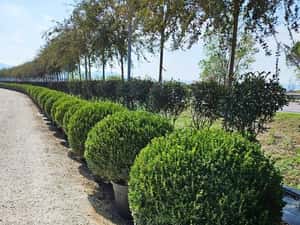 Globular Buxus la ghiveci — miniatura 8