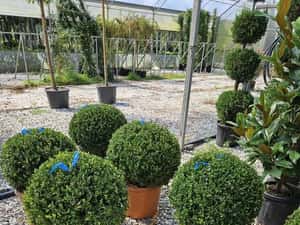 Globular Buxus la ghiveci — miniatura 10