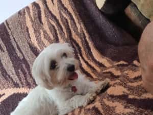 Bichon femela