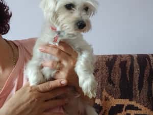 Bichon femela — miniatura 2