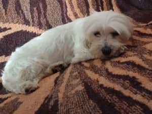 Bichon femela — miniatura 3