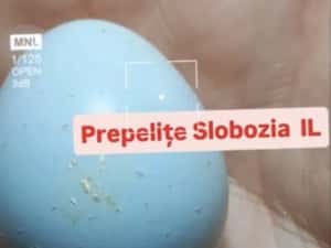 Ouă de prepeliță pt INCUBAT, cu Livrare în TOATĂ ȚARA. Garanție transp — miniatura 1