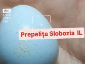Ouă de prepeliță pt INCUBAT, cu Livrare în TOATĂ ȚARA. Garanție transp — miniatura 8