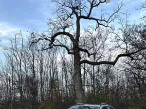 Toyota RAV 4 - SUV 4X4 — miniatura 1