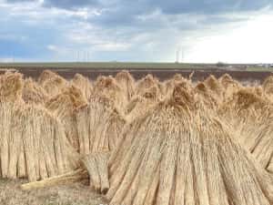 SNOPI STUF/ REED BUNDLES, Acoperis stuf, Umbrele stuf, FACTURA — miniatura 3