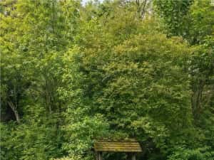 Domeniu verde autentic, +5.000mp, front la DJ, Valcele, Brasov — miniatura 2