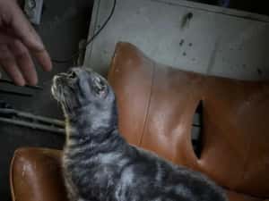 vînd femelă scottis fold