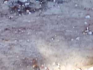 vînd femelă scottis fold — miniatura 2