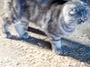 vînd femelă scottis fold — miniatura 3