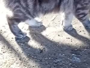 vînd femelă scottis fold — miniatura 4