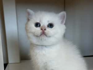 Fetiță superba british shorthair golden point! Felisa autorizata