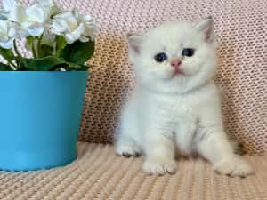 Fetiță superba british shorthair golden point! Felisa autorizata — miniatura 2