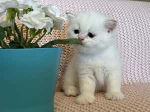 Fetiță superba british shorthair golden point! Felisa autorizata — miniatura 3