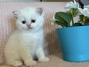 Fetiță superba british shorthair golden point! Felisa autorizata — miniatura 4