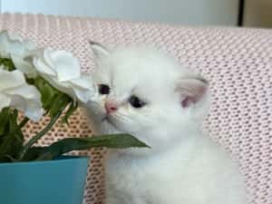 Fetiță superba british shorthair golden point! Felisa autorizata — miniatura 5