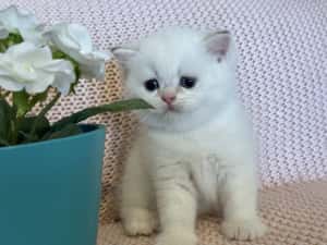 Fetiță superba british shorthair golden point! Felisa autorizata — miniatura 6