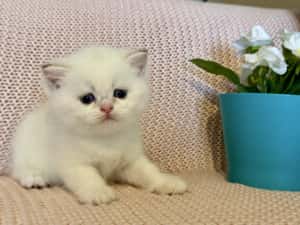 Fetiță superba british shorthair golden point! Felisa autorizata — miniatura 7