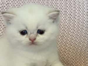 Fetiță superba british shorthair golden point! Felisa autorizata — miniatura 8