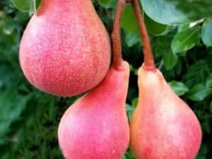 Par (Soiul Mirandino Rosso )