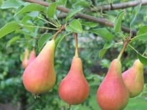 Par (Soiul Mirandino Rosso ) — miniatura 4