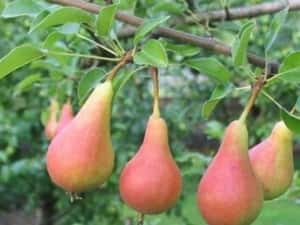 Par (Soiul Mirandino Rosso ) — miniatura 6