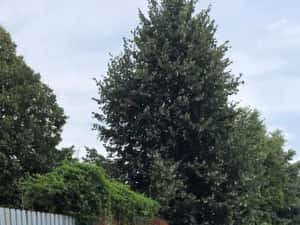 VW Passat B8 2.0 tdi