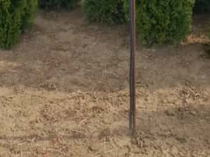 Vindem tuia si diferite specii de plante — miniatura 8