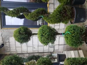 Vindem tuia si diferite specii de plante — miniatura 9