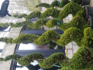 Vindem tuia si diferite specii de plante — miniatura 10