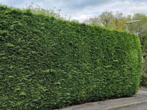 Leylandii  50/70/90cm producator