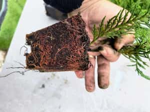 Leylandii  50/70/90cm producator — miniatura 3