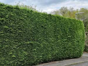 Leylandii  50/70/90cm producator — miniatura 6