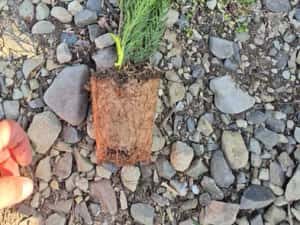 Leylandii  50/70/90cm producator — miniatura 8