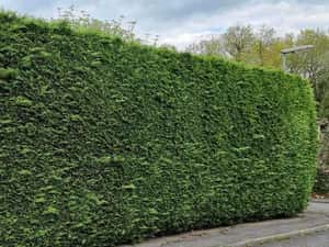 Leylandii  50/70/90cm producator — miniatura 10