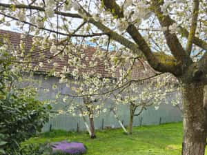 Casa individuala 4 camere si garaj in Pischia amenajata mobilata utilata pozitie excelenta — miniatura 4