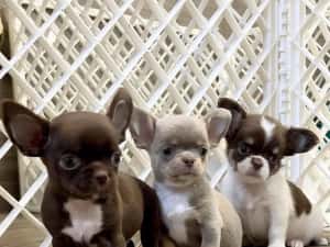 Mini catelusi Chihuahua