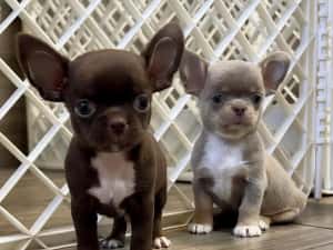 Mini catelusi Chihuahua — miniatura 2